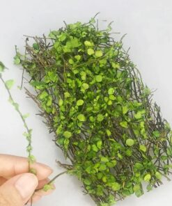 Climber Plant نبات متسلق Box