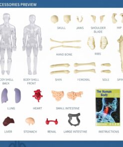 Alternative view of مجسم هيكل عظمي The Human Body Skeleton 28cm