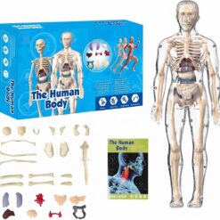 مجسم هيكل عظمي The Human Body Skeleton 28cm
